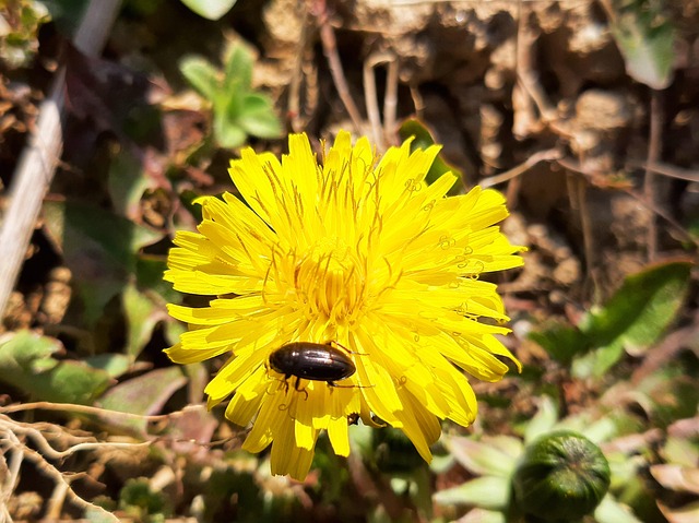 Animal, Inseto, Flor, Primavera