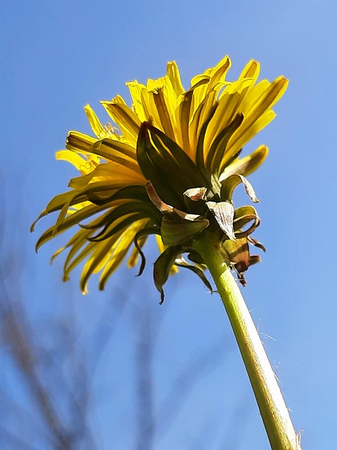 Dente-De-Leão, Amarelo, Natureza, Planta