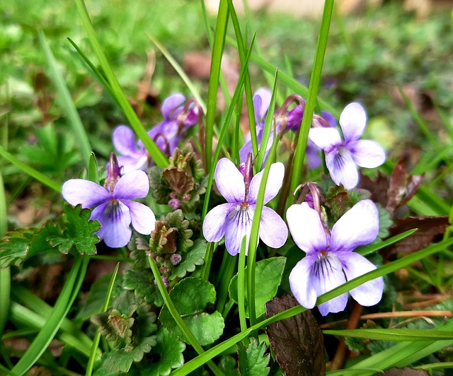 Tolet, Roxa, Bloom, Natureza, Flor