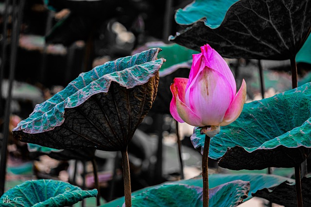 Free Lotus Garden photo and picture
