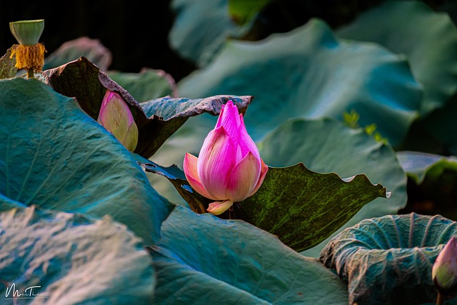 Free Lotus Garden photo and picture