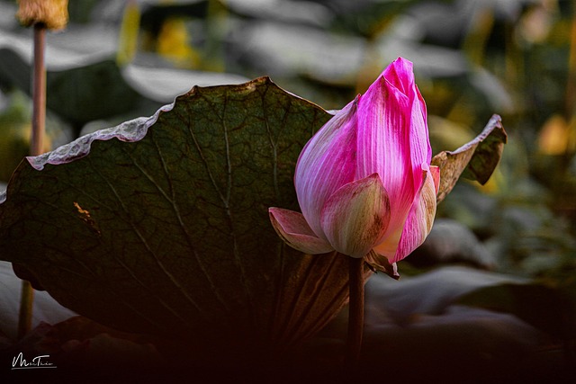 Free Lotus Garden photo and picture