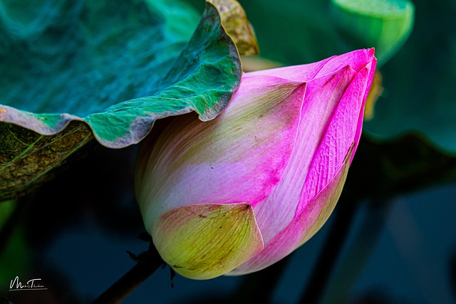 Free Lotus Garden photo and picture