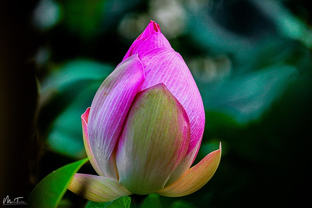 Free Lotus Garden photo and picture