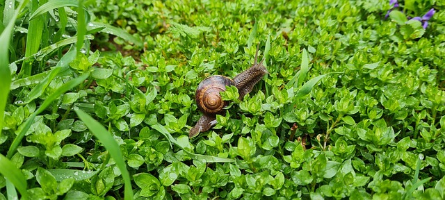 Free Snails Nature photo and picture