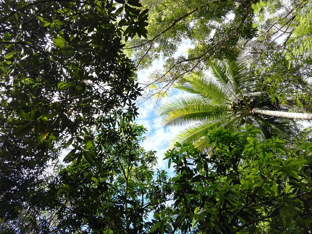 Free Forest Tropical photo and picture