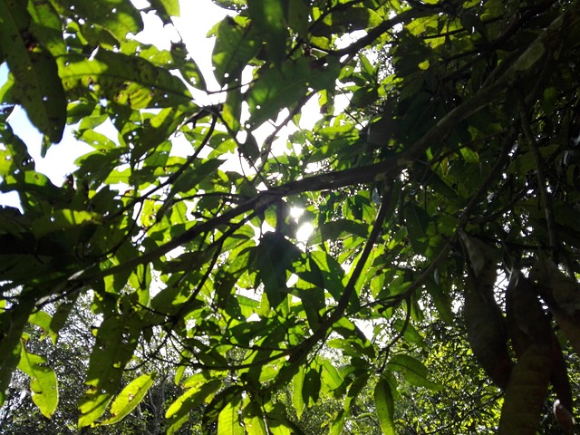 Free Forest Tropical photo and picture