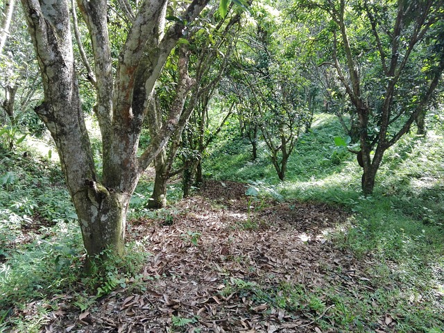 Free Forest Tropical photo and picture