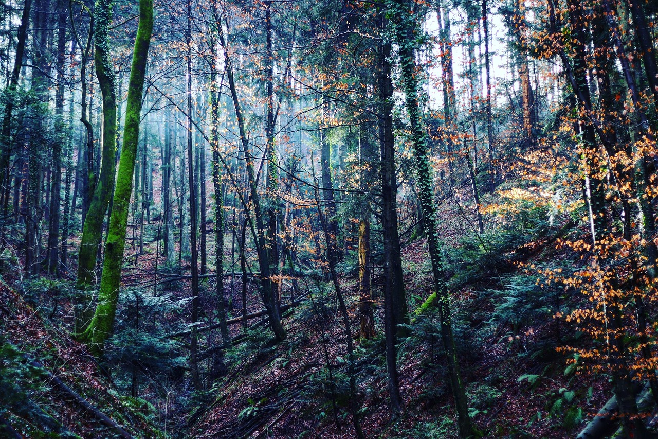 树木 踪迹 森林 - Pixabay上的免费照片 - Pixabay