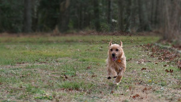 Free Dog Terrier photo and picture