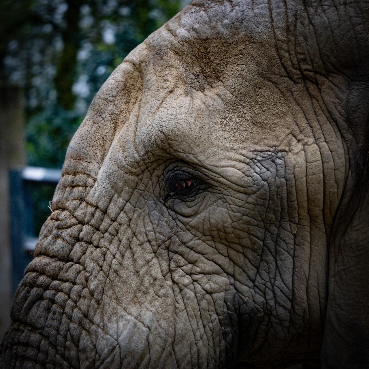 Which Direction Should My Elephant Face at Billy Pickard blog