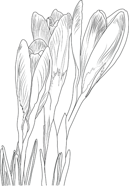 Free Crocus Flowers illustration and picture