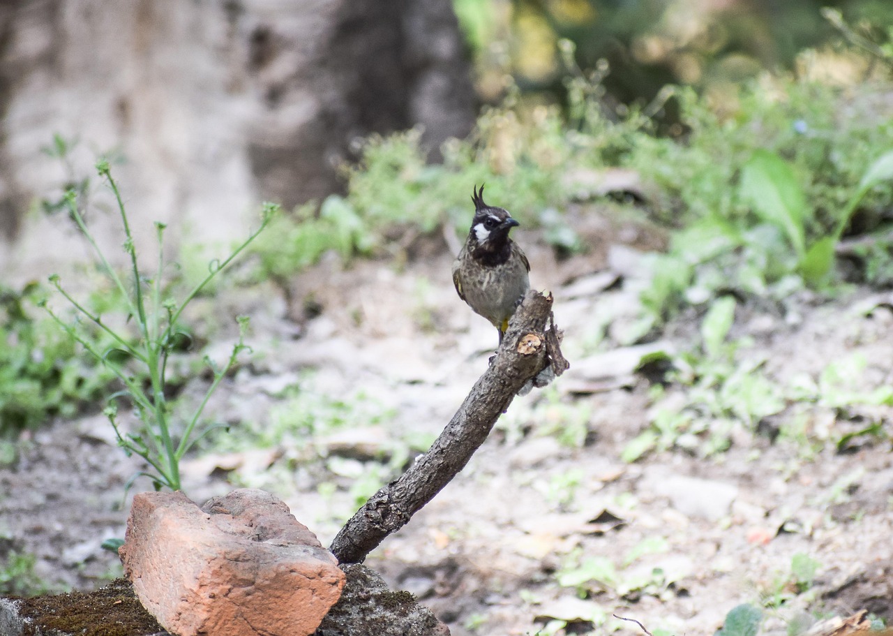 Oiseau Bulbul Séance - Photo gratuite sur Pixabay - Pixabay