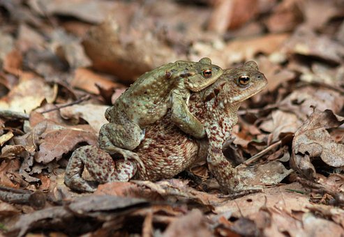 Erdkröte, Bufo Bufo, Amphibien, Frosch