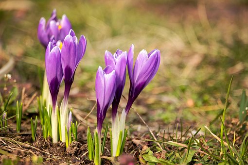Free Crocus Flowers photo and picture