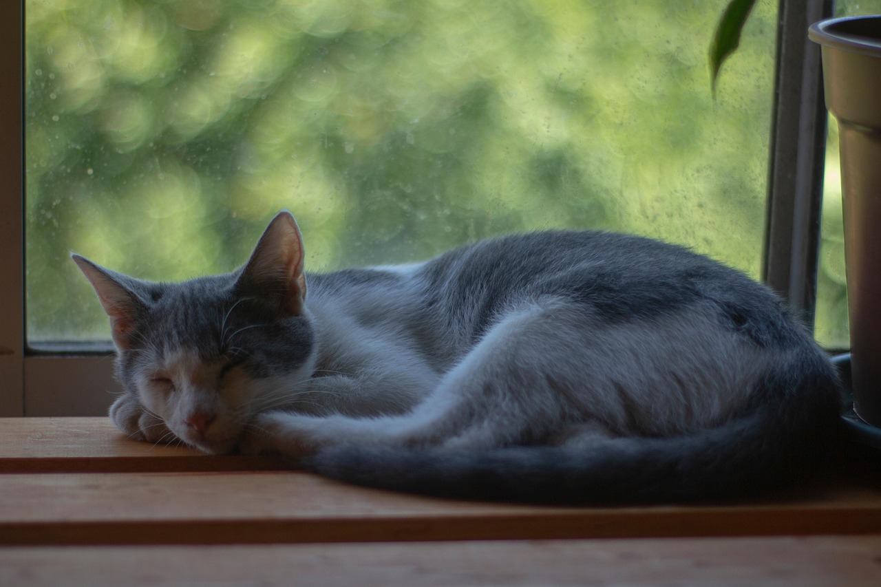 Cat Break Sleep Free photo on Pixabay Pixabay