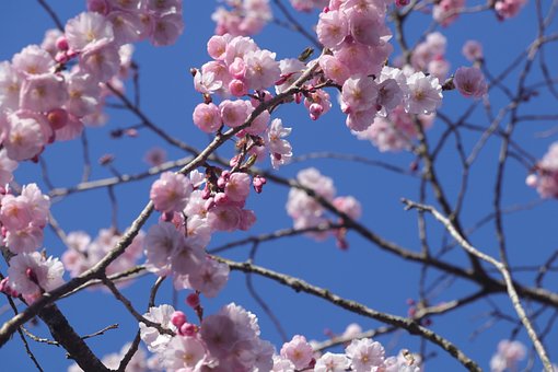 Free Cherry Blossom Flower photo and picture