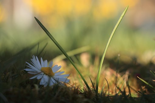 Free Daisy Flower photo and picture