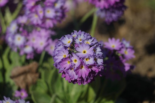 Free Flower Nature photo and picture