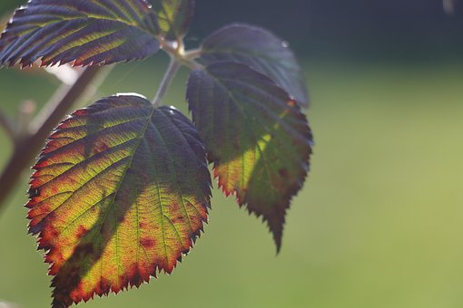 Free Nature Leaf photo and picture