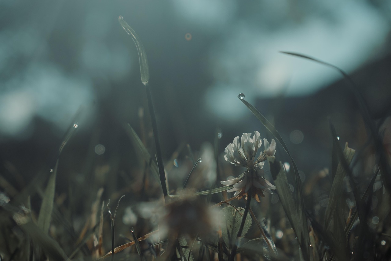 100 + 무료 아침 햇살 & 자연 이미지 - Pixabay