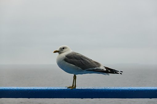 Möwe, Vogel, Tier, Sitzend, Seevögel