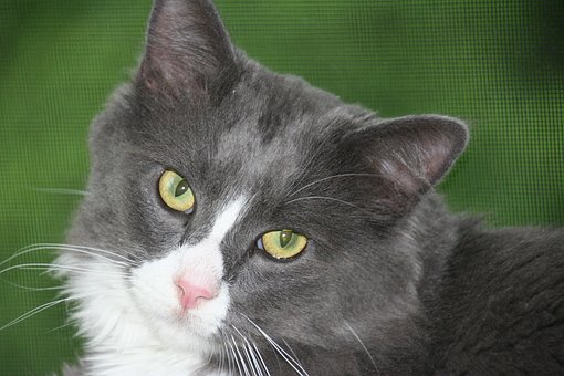 Free Cat Grey photo and picture