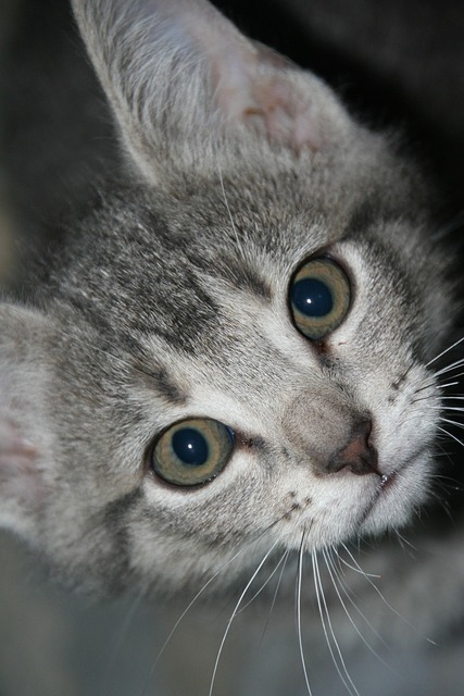Free Cat Kitten photo and picture