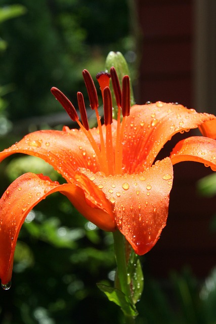 Free Lily Flower photo and picture