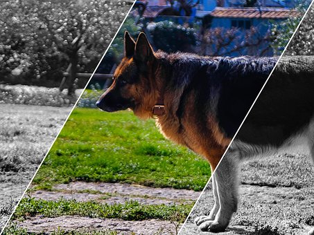 Hund, Farbe, Schwarz Und Weiß, Schäfer