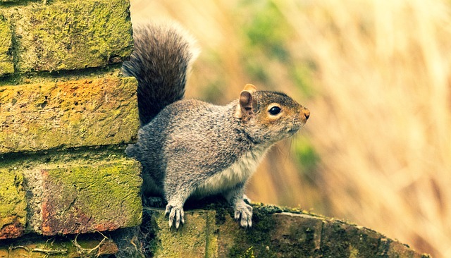 Free Squirrel Rodent photo and picture