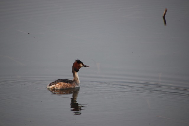 Grebe Bird Wading Water - Free photo on Pixabay - Pixabay