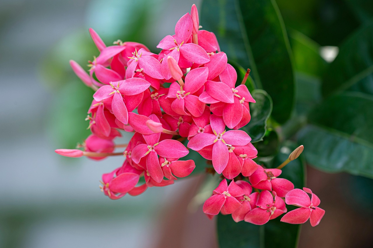 West Indian Jasmine Flowers Plant Free photo on Pixabay Pixabay
