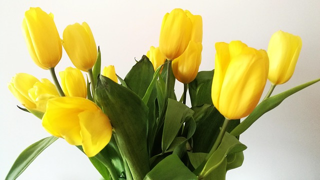 Free Tulips Flowers photo and picture