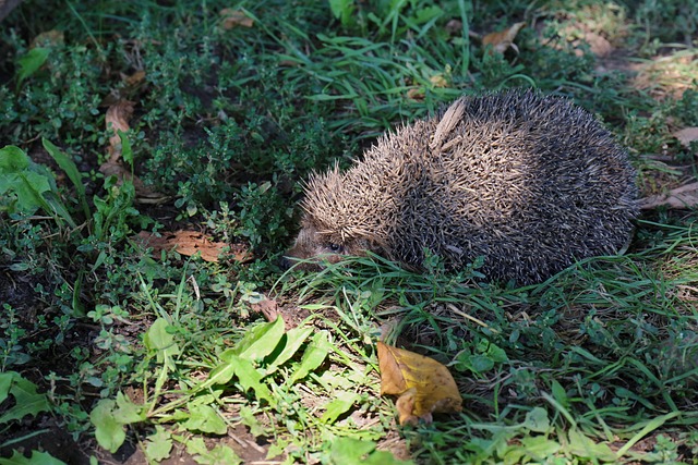 Free Hedgehog Nature photo and picture