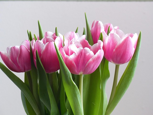 Free Tulips Flowers photo and picture