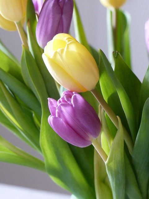 Free Tulips Purple photo and picture