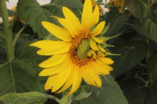 Free Flowers Sunflower photo and picture