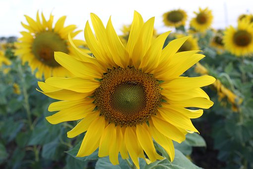 Free Sunflower Flower photo and picture