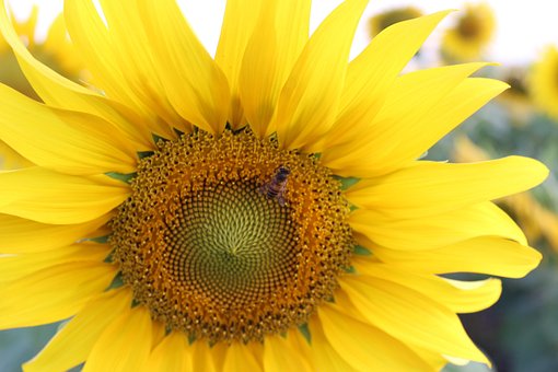 Free Sunflower Flowers photo and picture