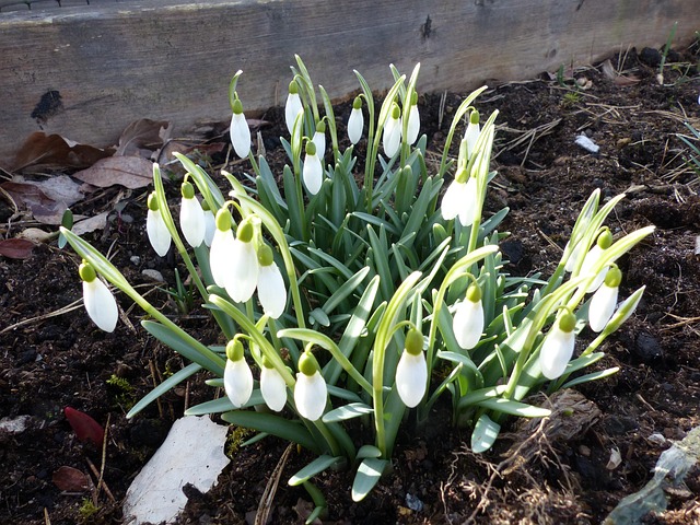 Free Snowdrops Spring photo and picture