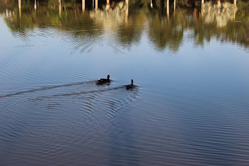Free Water Nature photo and picture