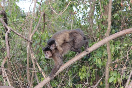 Free Puppy Monkey photo and picture