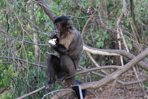 Free Monkey Nature photo and picture