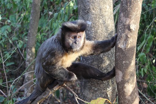 Free Monkey Primate photo and picture