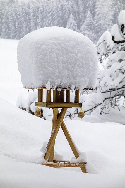 Free Bird House Snow photo and picture