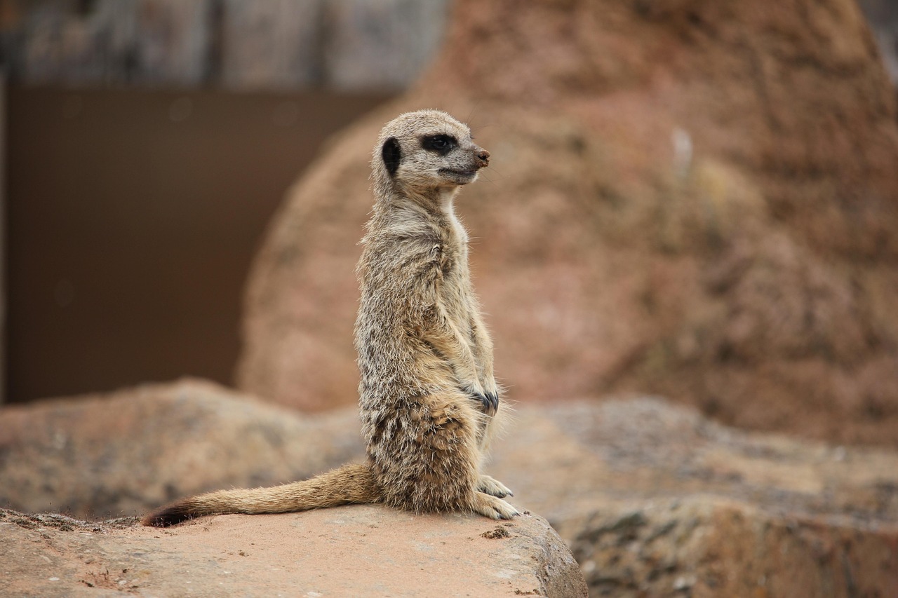 Suricata Animal Jardim Zool gico Foto Gratuita No Pixabay Pixabay