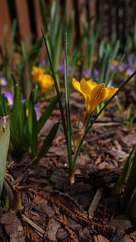 Krokus, Blume, Pflanze, Gelber Krokus