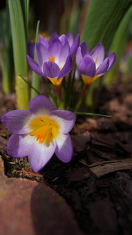 Krokus, Blume, Feder, Floral, Bloom