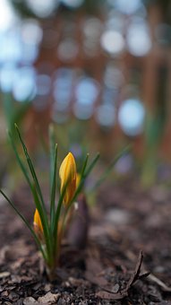 Blumen, Krokus, Knospen, Feder, Flora
